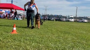 10 ОП РАДАСЛАВА из Белого Яра №305. Главная выставка немецких овчарок России 2025