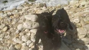 Всем привет! Морские котики Херсонеса. 20.08.25.Цирцея, Пуля с РК Хьюго Баскервиль.Севастополь