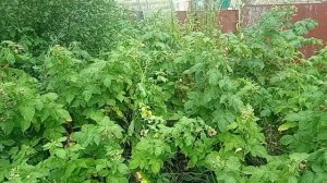 убираюсь в огороде, собираю малину, яблоки/17.08.25