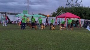 1 место «Негус Карил'с» / Главная выставка немецких овчарок России 2025