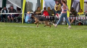 9 Оч/хор Лаудер Шталь ВА БАНК 2 №47. Главная выставка немецких овчарок России 2025