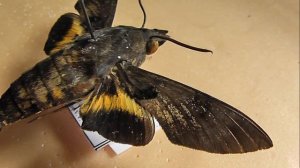 БРАЖНИКИ: 491. Macroglossum semifasciata