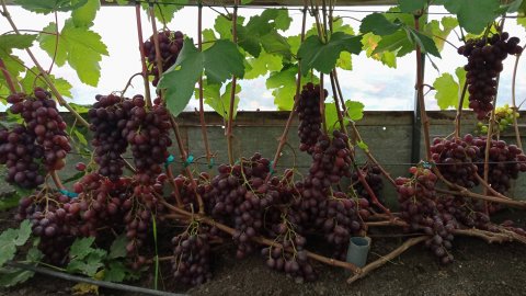 "Рабочие лошадки" на моем винограднике