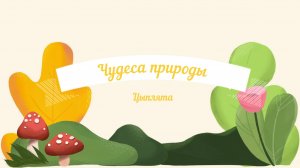 Чудеса природы (цыплята)