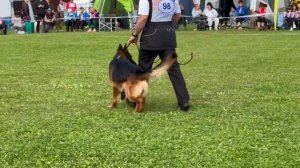 10 Отл. Black Magic Of The Sun DEMYAN +++ №98. Главная выставка немецких овчарок России 2025