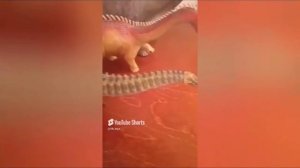 ВСЕГДА ЕСТЬ ДИНОЗАВР БОЛЬШЕ НЕ СБОРНИК