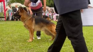 4 Отл. Ирендорф ЖОФРЕЙ +++ №82. Главная выставка немецких овчарок России 2025