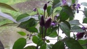 Декоративный острый перец.