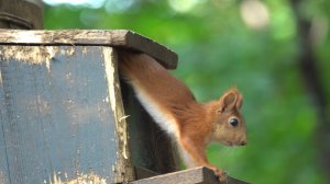Бельчонок у кормушки. Зарисовка