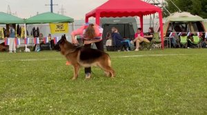 ШВЕППС из Фортуна Мерди - №90. Главная выставка немецких овчарок России 2025