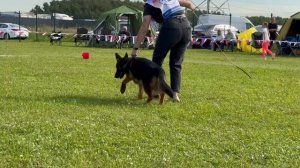 11 ОП САША из Новой Сибири №128. Главная выставка немецких овчарок России 2025