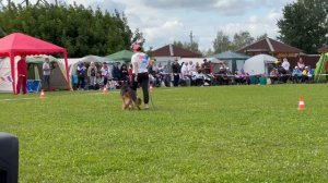 4 Отл. IVANKA v. Unity Hof +++ №348. Главная выставка немецких овчарок России 2025