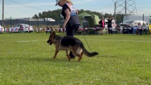 9 ОП Ziben Wind RONI LIRIKA №119. Главная выставка немецких овчарок России 2025