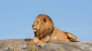 Поль Мориа. Я никогда не смогу тебя забыть.