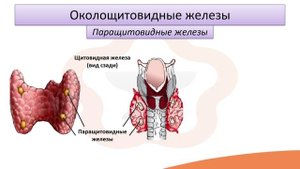 Видео-лекция №10.2 Щитовидная и околощитовидные железы. Вилочковая железа