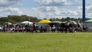 ПОДРОСТКИ СУКИ ДШ / Главная выставка немецких овчарок России 2025