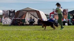 5 ОП LAURENTSIYA v. Ralflend Haus №309. Главная выставка немецких овчарок России 2025