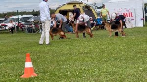 ПАСТУШИЙ СУКИ / Главная выставка немецких овчарок России 2025