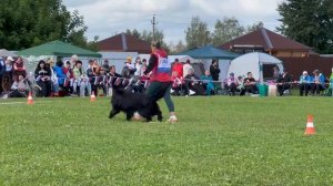 3 Отл. GARRY First Of The Best +++ №283. Главная выставка немецких овчарок России 2025