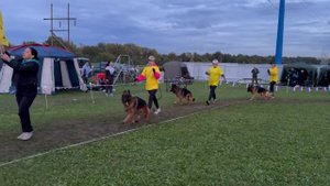 3 место «Де Орсе Мак Флай» / Главная выставка немецких овчарок России 2025