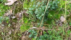 Каменная роза в лесу, Псковская область