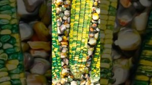 Сорта кукурузы.