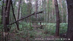 Наглая полевка против поползня!