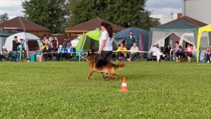 1 О/Отл. ПК Negus Karil's ALAN +++ №84. Главная выставка немецких овчарок России 2025