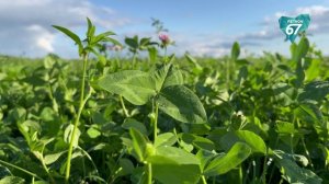 В Смоленской области продолжается уборка зерновых культур – ячменя и кукурузы