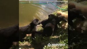 ховаварт.mp4