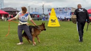 13 Отл. ZULUS v. Mair Hof +++ №73. Главная выставка немецких овчарок России 2025