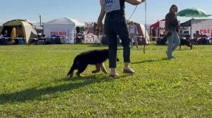 5 ОП УЛЬТРА из Новой Сибири №302. Главная выставка немецких овчарок России 2025