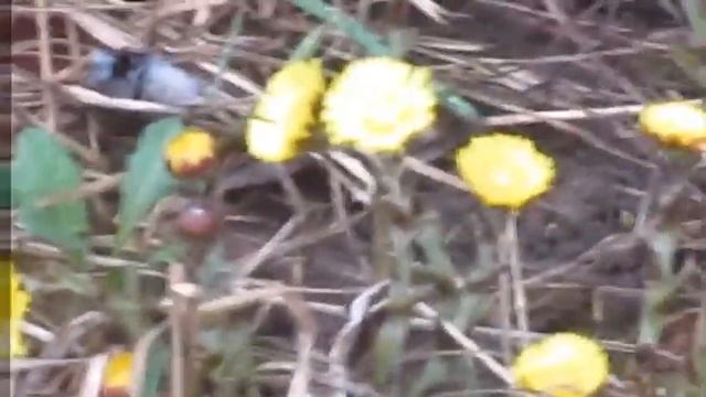 Вечная любовь - Автор музыка и поёт Алексей Новиков смотреть онлайн