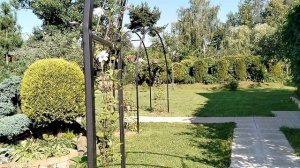 Клематис 'Принцесса Кейт' в нашем саду 2025 - первое цветение.