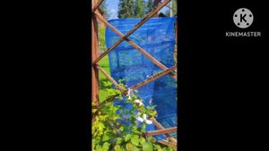 Пряные травы для чая.