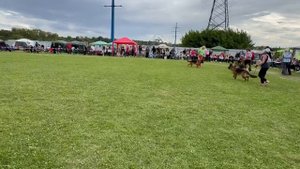 МОЛОДЫЕ СУКИ / Главная выставка немецких овчарок России 2025