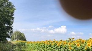 Шестая пробежка после операции