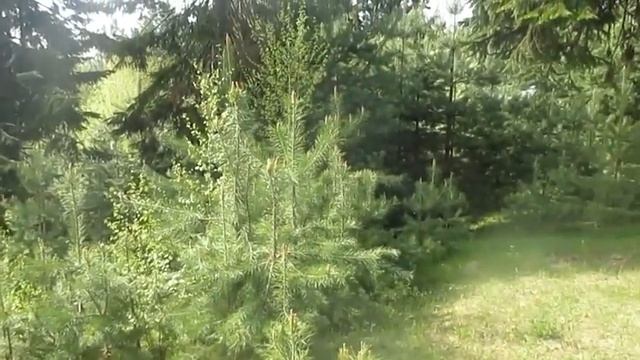 Только вперёд - Автор и музыка Александр Ким поют Виталий Гордей Александр ШАТО смотреть онлайн