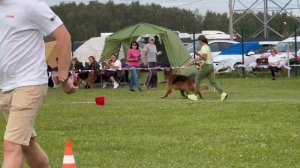 ВЕТЕРАНЫ СУКИ ДШ / Главная выставка немецких овчарок России 2025