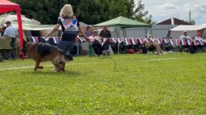 1 Оч/хор Kalashnikhof VANDERFUL №67. Главная выставка немецких овчарок России 2025