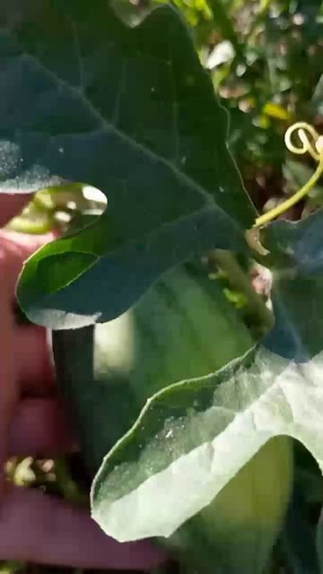 Арбуз с формой огурца уже выглядит так! 18.08.2025г. Small Garden's