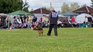 1 Оч/хор TEFI v. Mair Hof +0+ №236. Главная выставка немецких овчарок России 2025