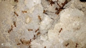 ЖЕЛТЫЙ ЛЕСНОЙ МУРАВЕЙ