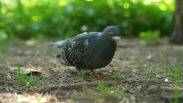 Люди мрут как мухи в каменных джунглях! Орнитолог о мощнейшем влиянии природы на каждого из нас смотреть онлайн