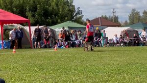 1 Хор. WALHALLA v. Bosen Michel Лучшая защита! №228. Главная выставка немецких овчарок России 2025