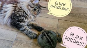 Кошка Морошка дружит цветочных жаб и помогает мне собирать грибной букетик