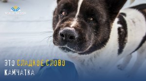 Скитур и фрирайд на Камчатке / 10 дневный скитур