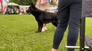 17 Отл. ARKAN v. Silberbachtal Лучшая защита! №96. Главная выставка немецких овчарок России 2025