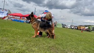 1 Оч/хор Negus Karil's ZNATA №207. Главная выставка немецких овчарок России 2025