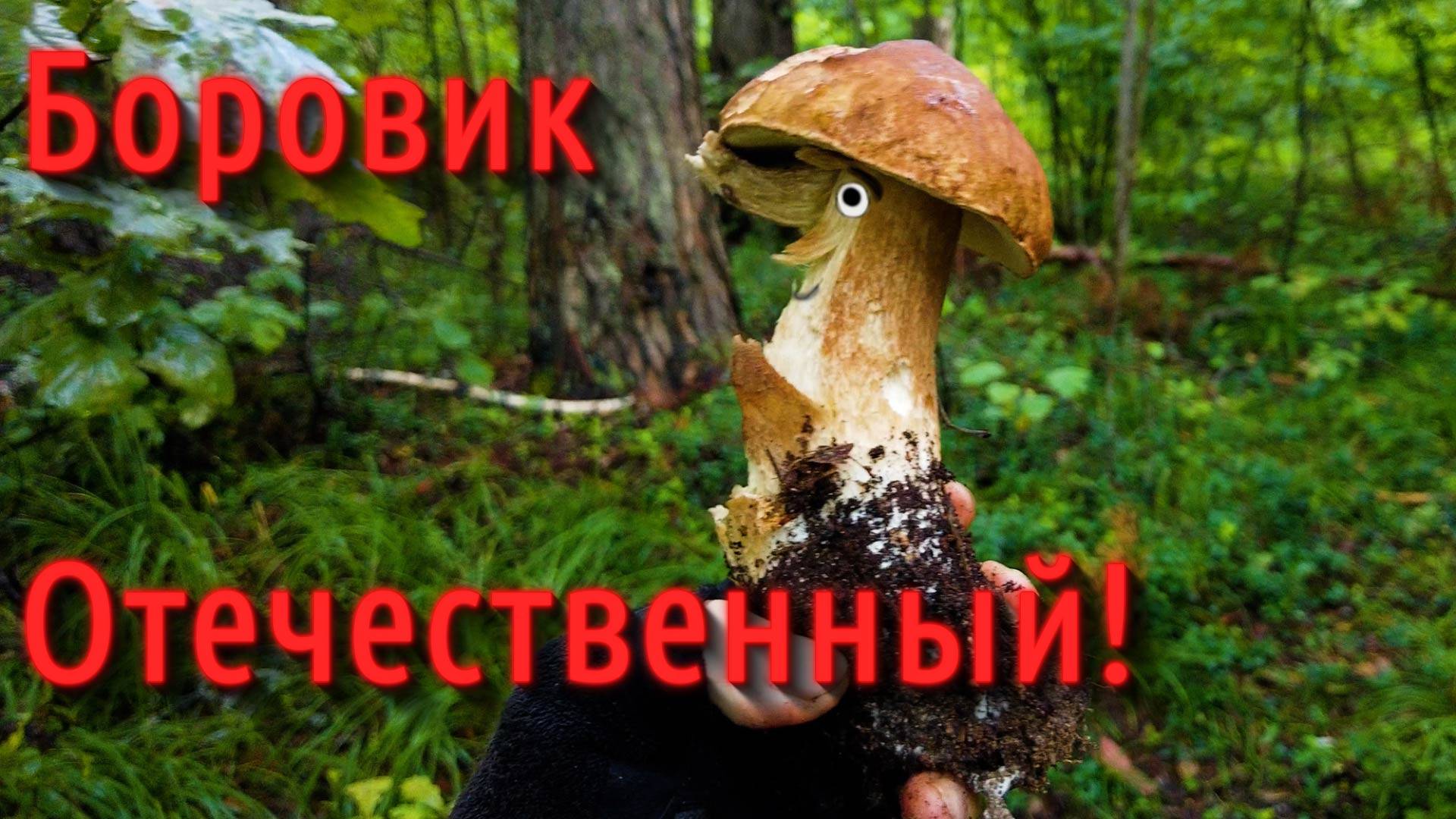 Маслята, Боровики, Опята Чешуйчатые 19 августа 2025 года смотреть онлайн